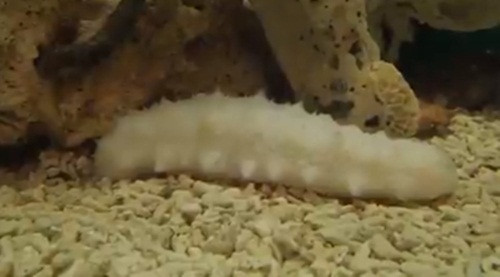 Choang vang gap hai sam trang thuan khiet, cuc ky hiem-Hinh-4