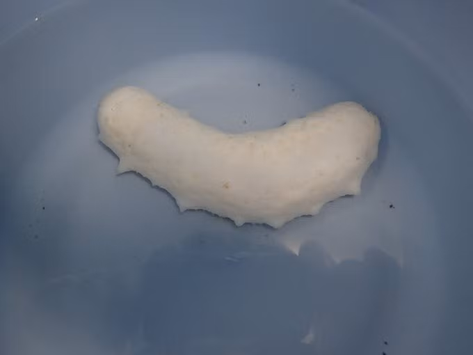 Choang vang gap hai sam trang thuan khiet, cuc ky hiem-Hinh-3