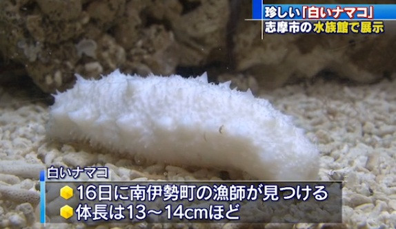 Choang vang gap hai sam trang thuan khiet, cuc ky hiem-Hinh-2