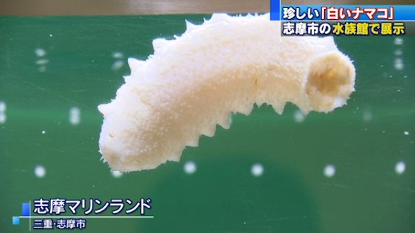 Choang vang gap hai sam trang thuan khiet, cuc ky hiem