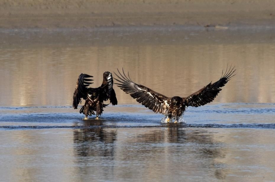 Khoc liet canh chim dai bang vang cuc quy hiem kich chien-Hinh-3