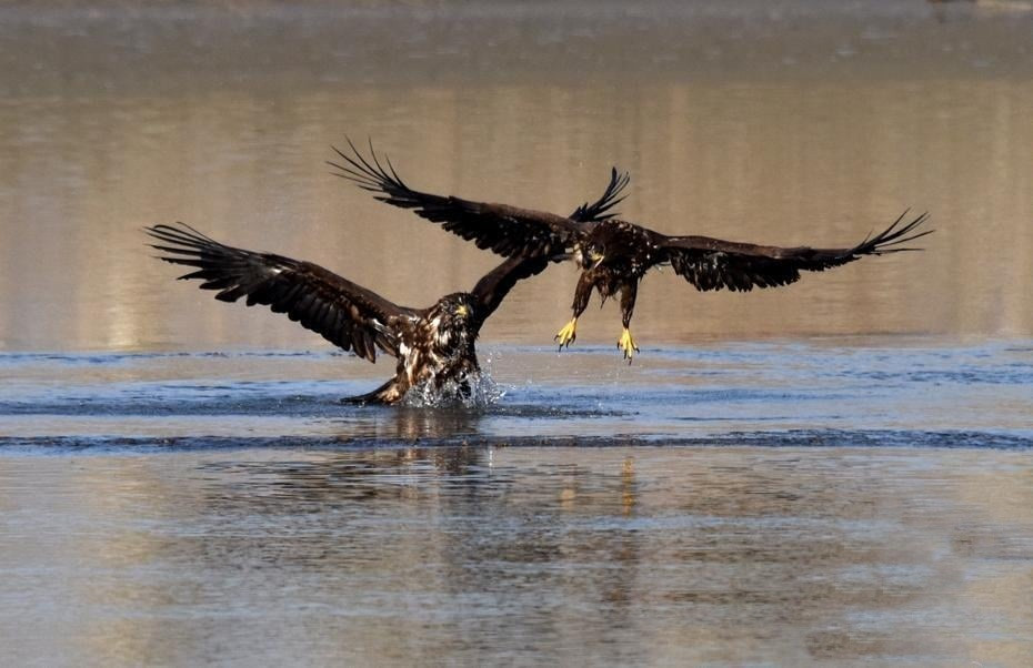 Khoc liet canh chim dai bang vang cuc quy hiem kich chien-Hinh-4