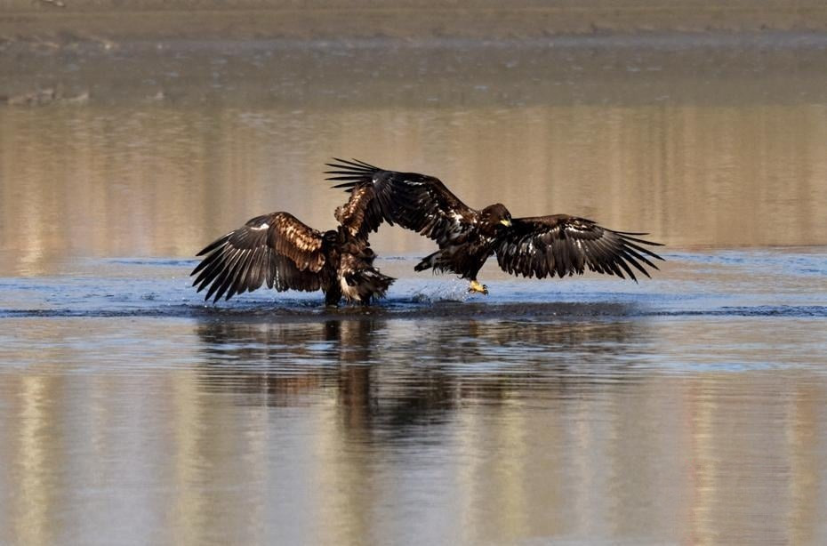 Khoc liet canh chim dai bang vang cuc quy hiem kich chien