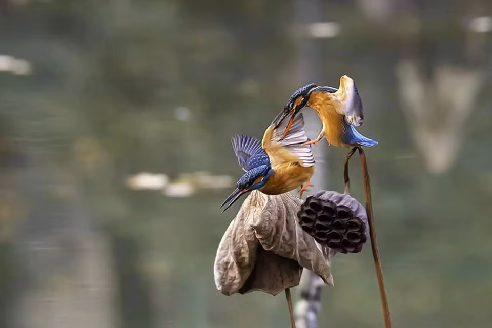 Nguong mo tinh cam man nong cua vo chong chim boi ca-Hinh-3