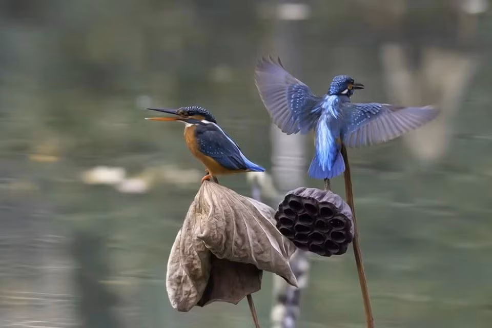 Nguong mo tinh cam man nong cua vo chong chim boi ca-Hinh-5