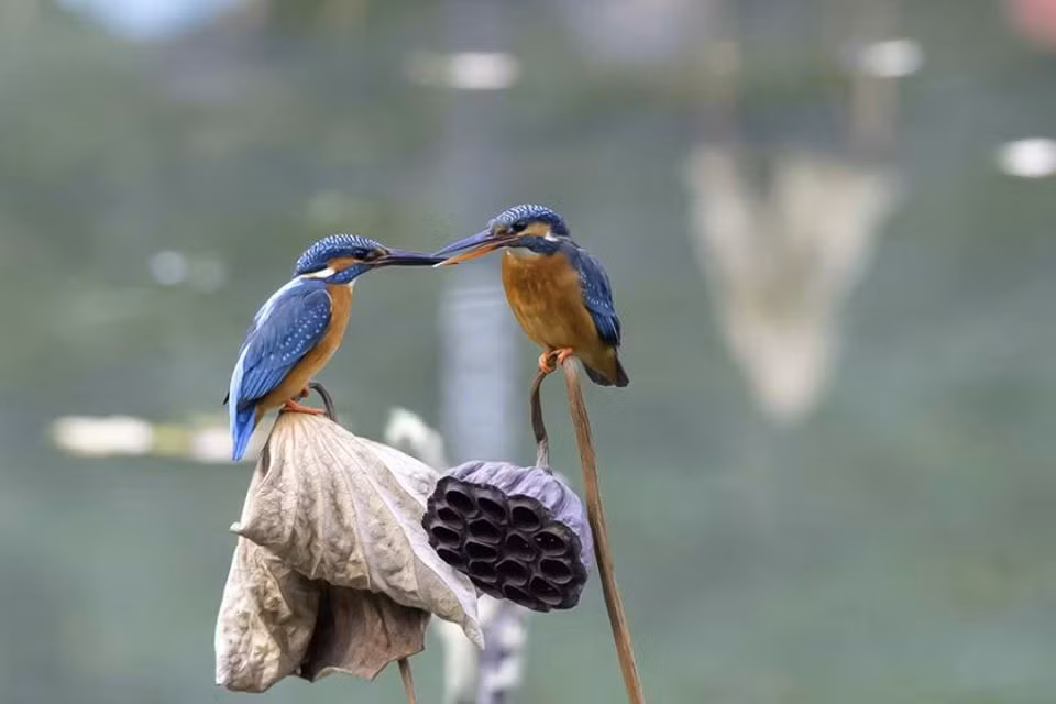 Nguong mo tinh cam man nong cua vo chong chim boi ca