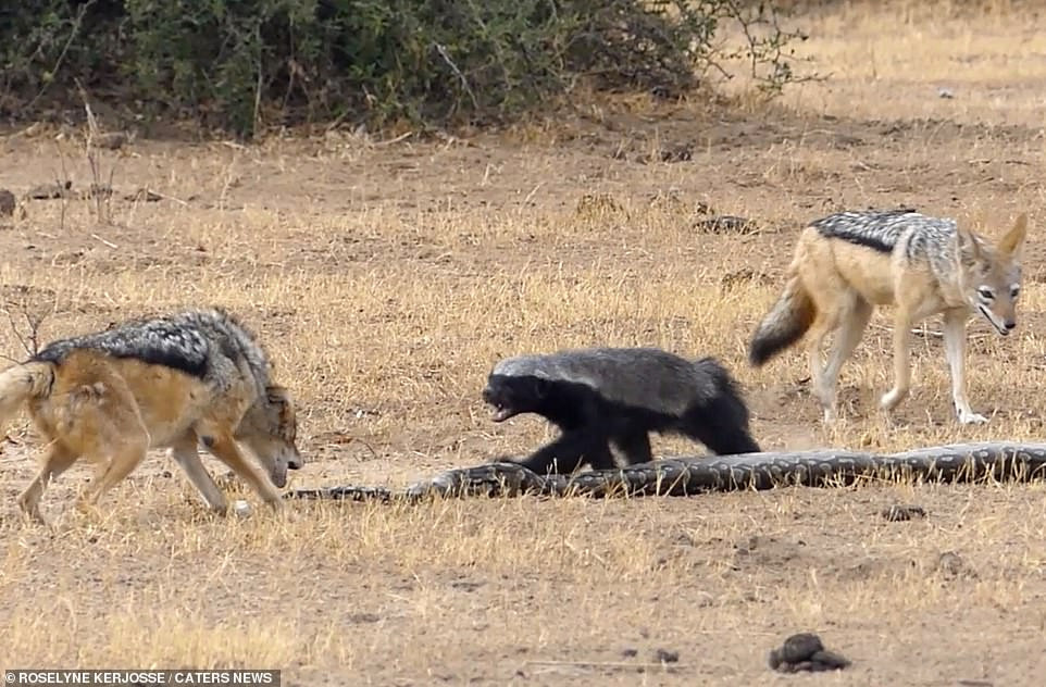Sự xuất hiện của hai con chó rừng cơ hội đã giúp lửng mật thoát thân nhanh chóng. Ngay sau khi thoát thân, lửng mật trở nên hung hăng.