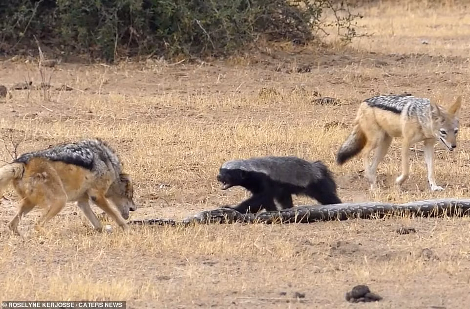 Sự xuất hiện của hai con chó rừng cơ hội đã giúp lửng mật thoát thân nhanh chóng. Ngay sau khi thoát thân, lửng mật trở nên hung hăng.