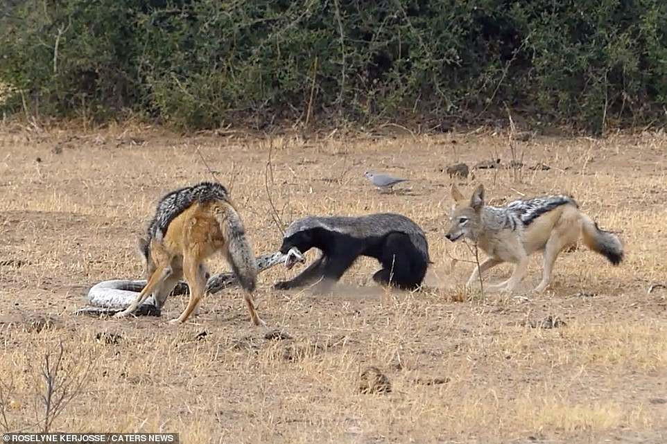 Đúng lúc này, một con chó rừng xuất hiện. Thấy lửng mật và trăn khổng lồ kịch chiến sinh tử, nắm lấy cơ hội, con chó rừng chạy tới và cắn vào cơ thể trăn khổng lồ, ý đồ muốn chia phần với lửng mật.