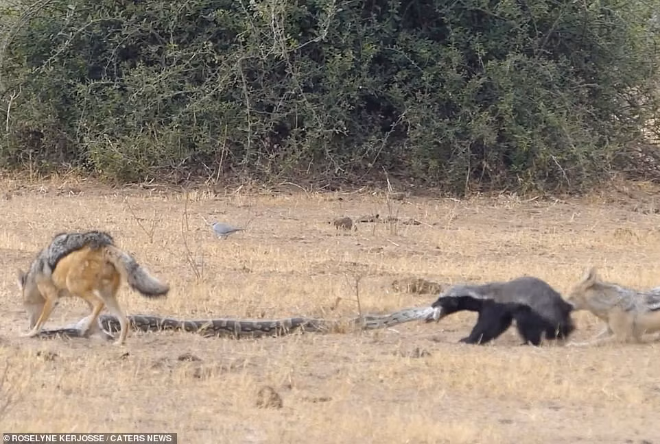 Thế nhưng sau khi hợp lực giết chết trăn khổng lồ, lửng mật lại trở mặt, không chia phần cho hai con chó rừng đã giúp đỡ mình.