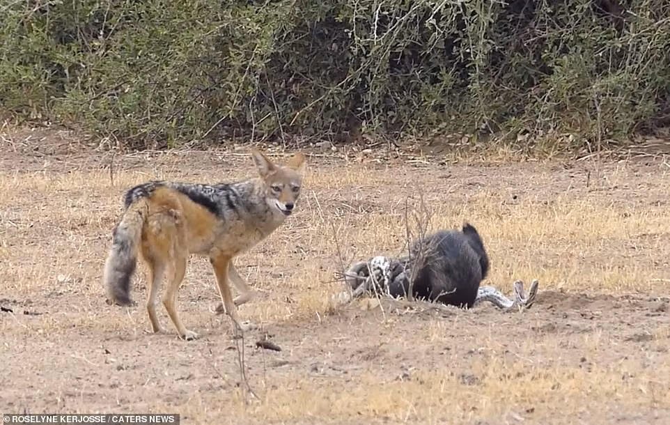 Theo nhiếp ảnh gia Roselyne Kerjosse, khi phát hiện ra lửng mật, con lửng mật đang bị trăn khổng lồ uy hiếp tính mạng. Toàn thân lửng mật bị trăn khổng lồ siết chặt. Mặc dù cố gắng vùng vẫy để thoát ra nhưng lửng mật không thành công. Roselyne Kerjosse cho biết, có lẽ trước đó, lửng mật đã săn giết trăn khổng lồ và bị tấn công ngược lại.