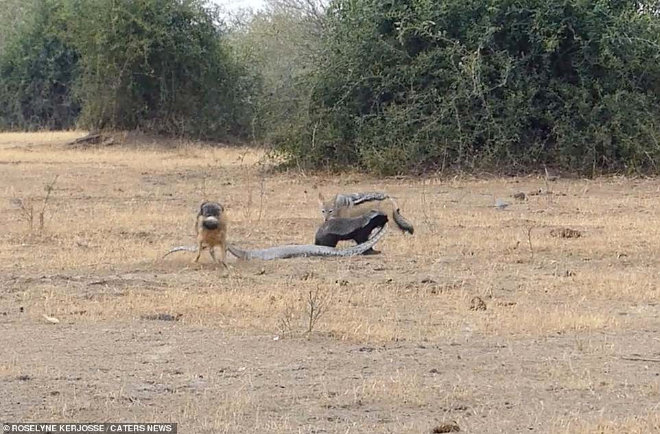 Ngay sau đó, một con chó rừng khác nghe được động tĩnh lớn cũng xuất hiện và tất cả cùng tấn công trăn khổng lồ.