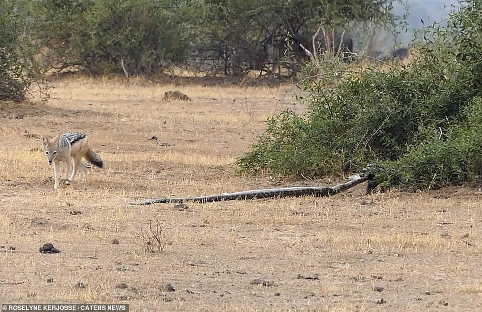 Nhiếp ảnh gia Roselyne Kerjosse cho biết thêm, khi thấy lửng mật bị trăn khổng lồ siết chặt, anh đã rất thất vọng. Anh luôn nghĩ lửng mật là loài hung hãn, không quan tâm đến hậu quả và có thể nói là bất bại. Chính vì thế, khi thấy lửng mất thoát thân và chiến thắng tuyệt đối, anh đã thở phào nhẹ nhõm.