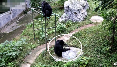 Khong can ai day, tinh tinh tu giat quan ao gay choang vang