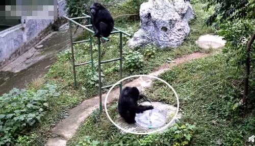 Khong can ai day, tinh tinh tu giat quan ao gay choang vang