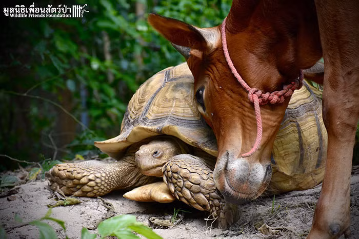 Rùa khổng lồ cưu mang bò cụt chân, trở thành bạn trí cốt - Hình 4 Rua khong lo cuu mang bo cut chan, tro thanh ban tri cot-Hinh-4