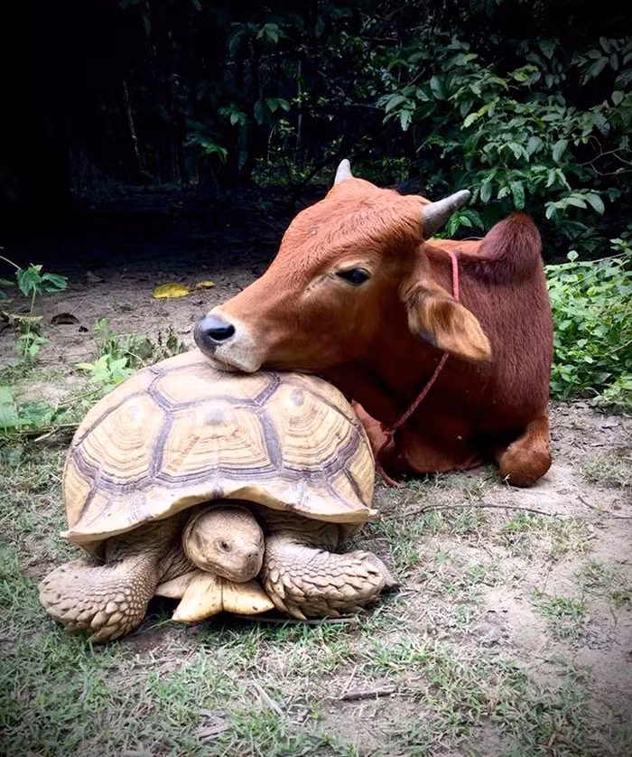 Rùa khổng lồ cưu mang bò cụt chân, trở thành bạn trí cốt - Hình 5 Rua khong lo cuu mang bo cut chan, tro thanh ban tri cot-Hinh-5
