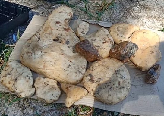 Di cau ca, thay vat la troi noi, choang vang tim ra...