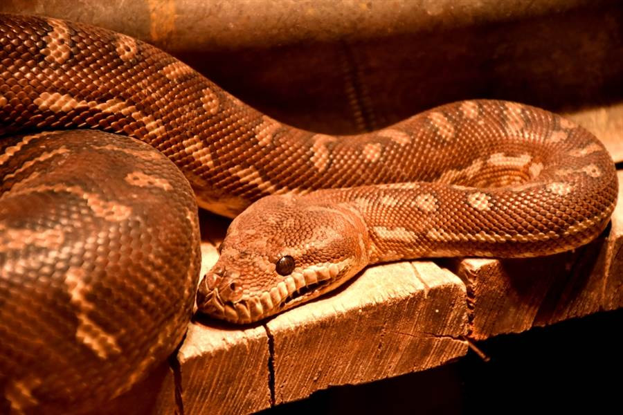 Nguoi dan ong hot hoang tuong ran bo vao chan va su that chet cuoi