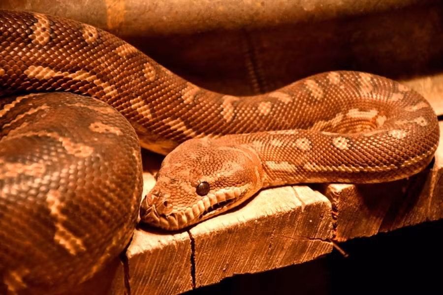 Nguoi dan ong hot hoang tuong ran bo vao chan va su that chet cuoi