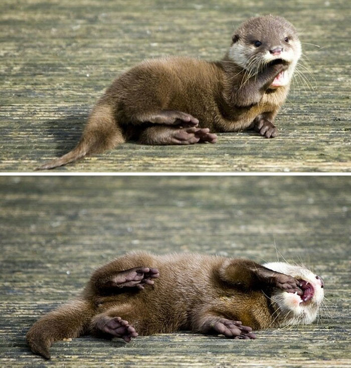 Tổ tiên của loài rái cá còn được ghi nhận là loài động vật bá chủ đầm lầy ở Trung Quốc vào khoảng 6 triệu năm trước.