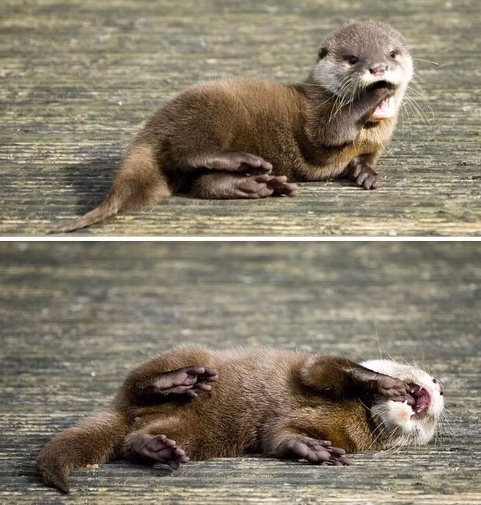 Tổ tiên của loài rái cá còn được ghi nhận là loài động vật bá chủ đầm lầy ở Trung Quốc vào khoảng 6 triệu năm trước.