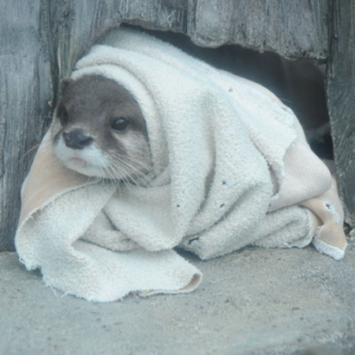 Ẩn giấu dưới vẻ ngoài ngây thơ, vô tội của rái cá là khả năng tấn công mãnh liệt, tinh thần chiến đấu không biết mệt mỏi.