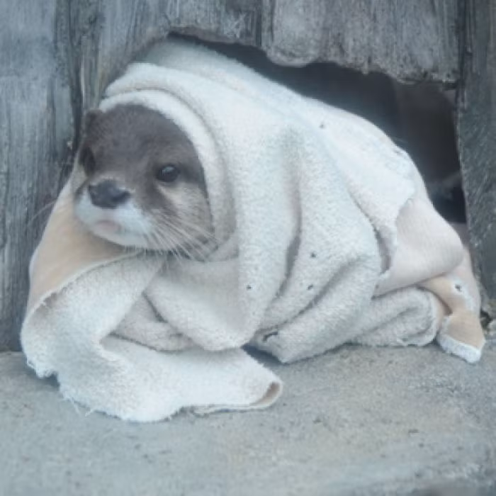 Ẩn giấu dưới vẻ ngoài ngây thơ, vô tội của rái cá là khả năng tấn công mãnh liệt, tinh thần chiến đấu không biết mệt mỏi.