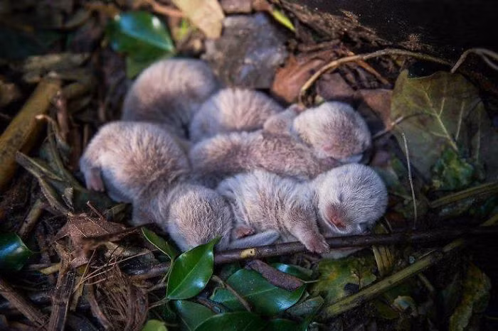 Rái cá khi mới sinh vô cùng đáng yêu. Chùng mềm mại và ấm áp, khiến người khác muốn ôm vào lòng mà yêu thương, che chở.