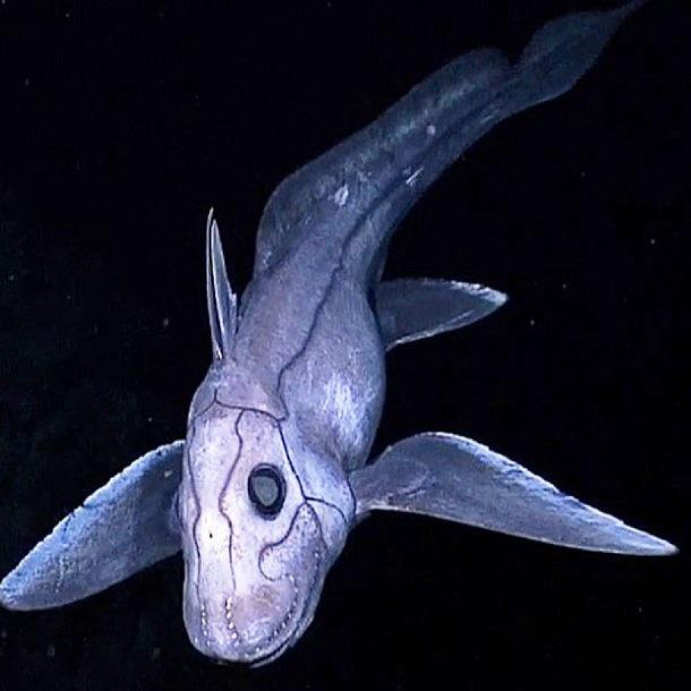 Cá mập Chimaera hay cá mập mà là loài động vật có vẻ ngoài cực kỳ đáng sợ. Chúng sống rất sâu dưới lòng đại dương, cực hiếm khi lộ mặt, điều này khiến chúng trở nên bí ẩn và kỳ quái hơn.