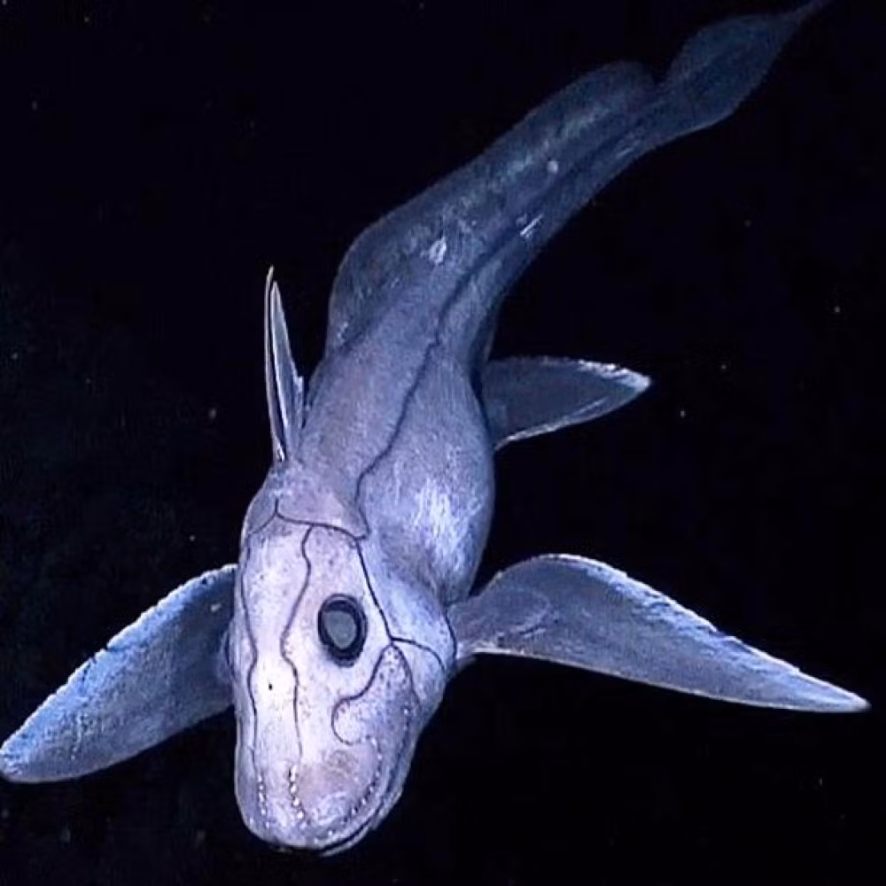 Cá mập Chimaera hay cá mập mà là loài động vật có vẻ ngoài cực kỳ đáng sợ. Chúng sống rất sâu dưới lòng đại dương, cực hiếm khi lộ mặt, điều này khiến chúng trở nên bí ẩn và kỳ quái hơn.