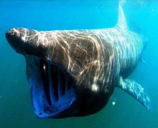 Cá mập Basking là một trong những loài cá mập có dáng dấp đáng sợ nhất thế giới. Với chiều dài lên tới 8,8 m và chiếc miệng rộng không thấy đáy, đây là loài cá mập lớn thứ hai trên thế giới, chỉ nhỏ hơn cá mập voi. Mặc dù vậy, loài động vật này chỉ ăn các sinh vật phù du và vô hại với con người.