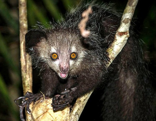 Aye-Aye được coi là một loài khỉ, có móng vuốt nhọn trên tất cả các ngón tay và ngón chân trừ ngón cá đối nghịch. Chúng nổi tiếng là xấu xí và xui xẻo, vì vậy thường bị bắn chết khi nhìn thấy.