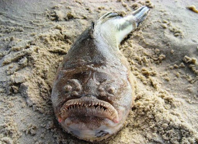 Cá điện Stargazer không chỉ nổi tiếng bởi vẻ ngoài đáng sợ, hình dạng xấu xí, còn được biết đến bởi khả năng gây sốc điện. Cú sốc điện này được dùng để phòng thủ, tuy nhiên cũng thi thoảng được loài cá này dùng để săn mồi.