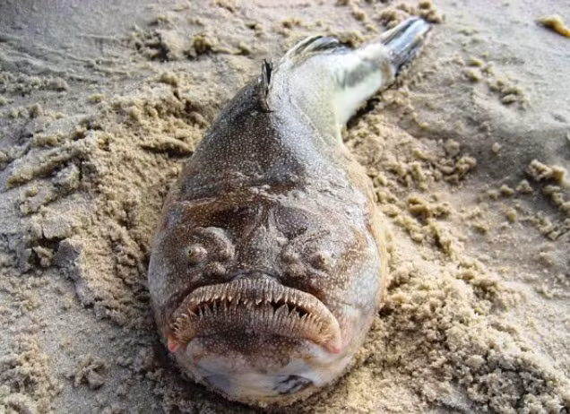 Cá điện Stargazer không chỉ nổi tiếng bởi vẻ ngoài đáng sợ, hình dạng xấu xí, còn được biết đến bởi khả năng gây sốc điện. Cú sốc điện này được dùng để phòng thủ, tuy nhiên cũng thi thoảng được loài cá này dùng để săn mồi.