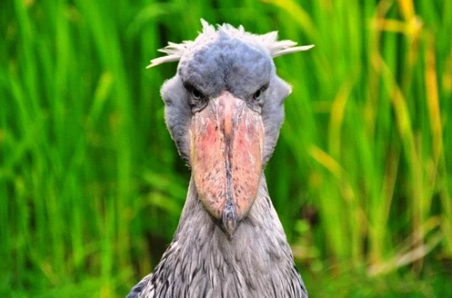 Chim lớn Shoebill sống trong các đầm lầy lớn ở Đông Phi và có thể cao tới hơn 1,5 m với sải cánh dài tới 3 m. Chúng có ánh mắt rất đáng sợ, giống như chứa đầy thù địch, thường bắt cá, ếch và bò sát như cá sấu con, côn trùng và thậm chí cả động vật có vú nhỏ.