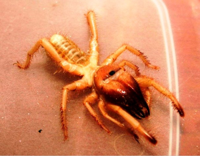 Nhện lạc đà có nguồn gốc từ các sa mạc Trung Đông, những sinh vật này đã là nỗi ám ảnh của nhiều truyền thuyết. Chúng được ghi nhận là có thể chạy theo con người trên sa mạc, giết lạc đà và nhảy cao tới 1 m.