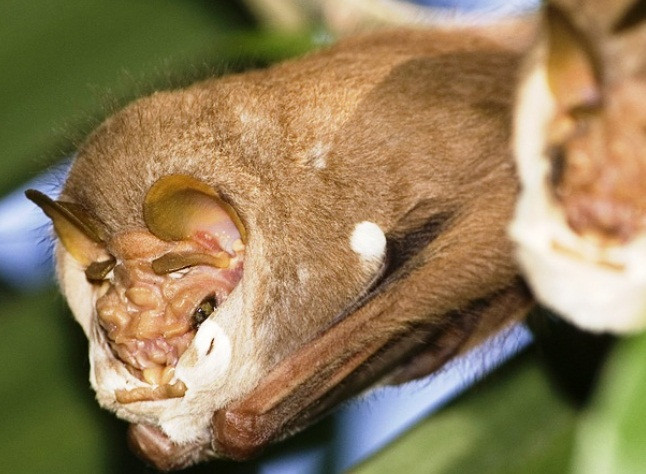 Dơi mặt quỷ là một loài dơi cỡ trung, có nguồn gốc từ các khu rừng nhiệt đới Trung và Nam Mỹ. Khuôn mặt của chúng xấu xí, nhăn nheo rất đáng sợ. Thế nhưng chúng không hề làm hại bất cứ loài động vật nào, chúng vô hại, chỉ ăn trái cây.