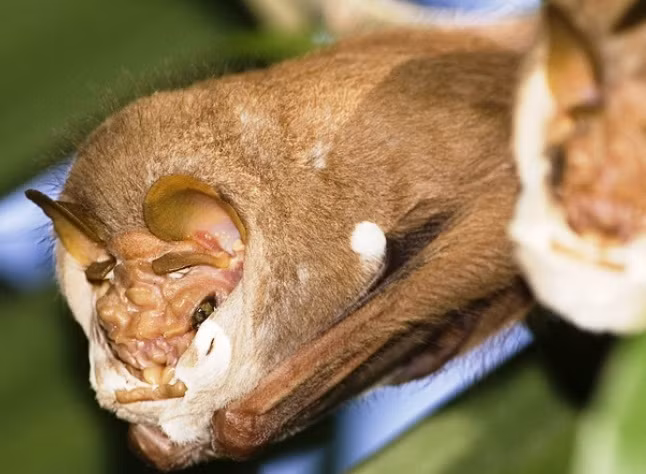 Dơi mặt quỷ là một loài dơi cỡ trung, có nguồn gốc từ các khu rừng nhiệt đới Trung và Nam Mỹ. Khuôn mặt của chúng xấu xí, nhăn nheo rất đáng sợ. Thế nhưng chúng không hề làm hại bất cứ loài động vật nào, chúng vô hại, chỉ ăn trái cây.