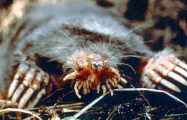 Mũi sao là một sinh vật rất kỳ quái trông giống như con lai giữa chuột và bạch tuộc. Sống dưới mặt đất, nó không có khả năng nhìn. Tuy nhiên, chiếc mõm lớn của chúng lại hoạt động rất tốt, giúp chúng điều hướng và tìm mồi. Chỉ có điều, chiếc mõm của chúng trông cực kỳ đáng sợ, chẳng khác nào sinh vật ngoài hành tinh.