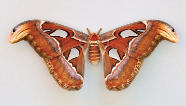 Bướm đêm Atlas Moth có hoa văn hệt như hai con rắn hổ mang đang rướn đầu lên ở hai mép cánh. Đây là hình thức ngụy trang tự vệ của nó, cũng từng khiến rất nhiều người hoa mắt nhìn nhầm.
