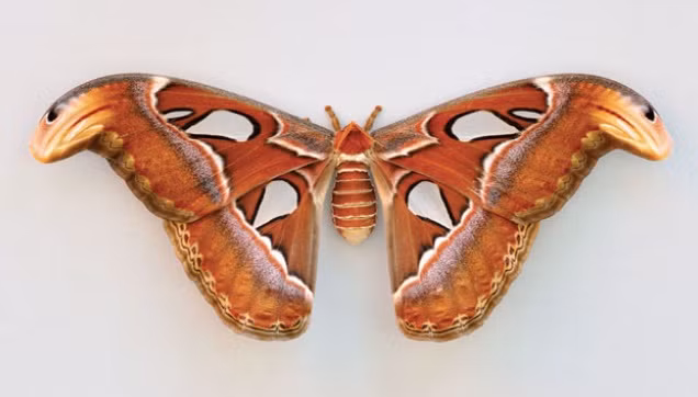 Bướm đêm Atlas Moth có hoa văn hệt như hai con rắn hổ mang đang rướn đầu lên ở hai mép cánh. Đây là hình thức ngụy trang tự vệ của nó, cũng từng khiến rất nhiều người hoa mắt nhìn nhầm.