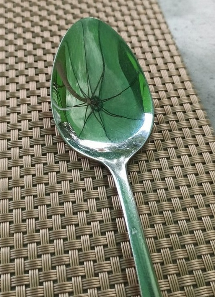 Hình ảnh phản chiếu của chiếc ô khiến nhiều người giật mình tưởng có nhện trong lòng thìa.