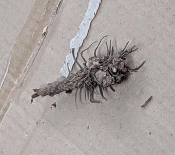 Một mảnh vỏ cây hình con bọ cạp dính vào một tấm bìa cứng trong sân nhà. Hình ảnh đủ dọa sợ bất cứ ai không nhìn kỹ.