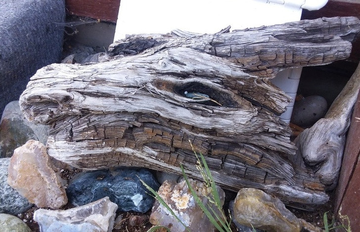 Mảnh gỗ hình đầu rồng này khiến nhiều người vừa thích thú vừa sợ sệt.