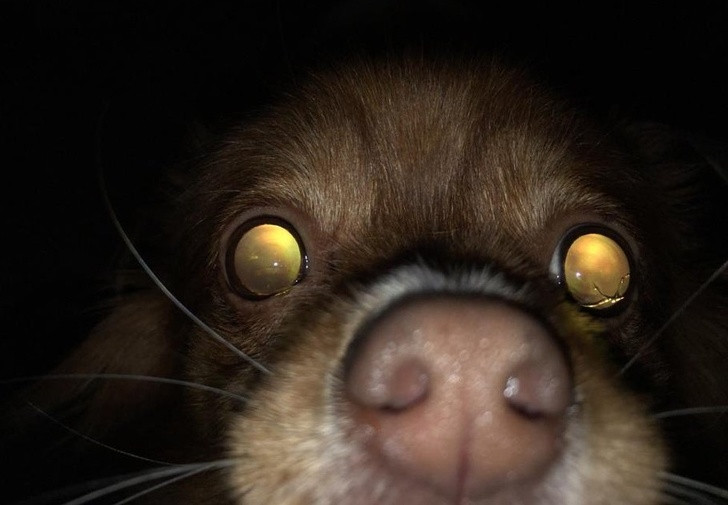 Tưởng quái vật trong truyền thuyết xuất hiện, hóa ra chỉ là hiệu ứng ánh sáng khiến mắt chú chó phát ra ánh sáng.