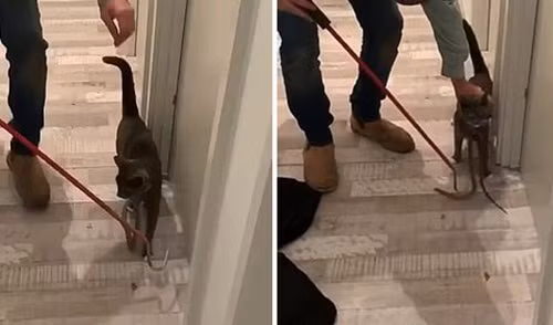 Ngo meo deo ca vat, lai gan xem tai mat vi thu dang so...