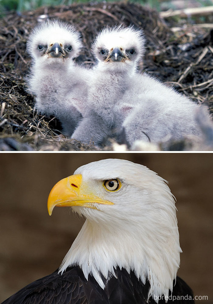 Đại bàng đầu hói sở hữu vẻ đẹp đi vào lịch sử thật ra có thời thơ ấu không hề nổi bật.