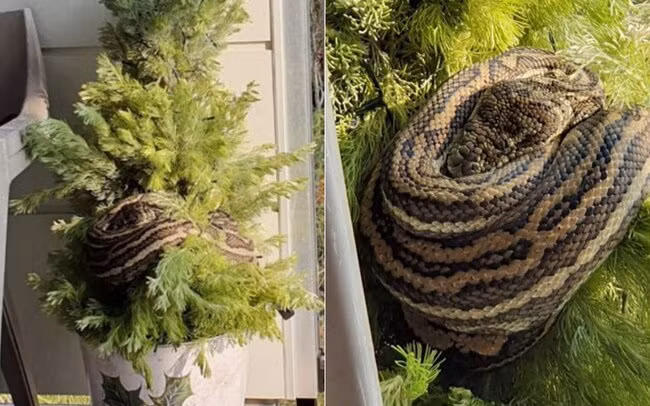 Hao hung trang tri cay thong Noel, 