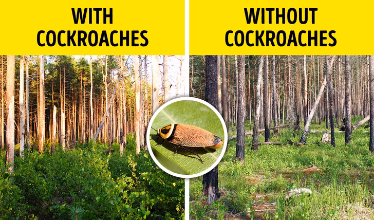 Gián là một trong những động vật bị ghét nhất. Ngoài ngoại hình kinh dị, chúng còn là loài truyền vi khuẩn, gây dị ứng và vô cùng bẩn. Thế nhưng gián lại là nguồn thức ăn cho động vật có vú nhỏ, chim và bò sát. Ngoài ra, chúng tiêu thụ những vật chất khó phân hủy, phân của giám lại chứa đầy nito, cực cần thiết cho thực vật phát triển. Nếu gián biến mấy, hệ sinh thái sẽ mất cân bằng nghiêm trọng.